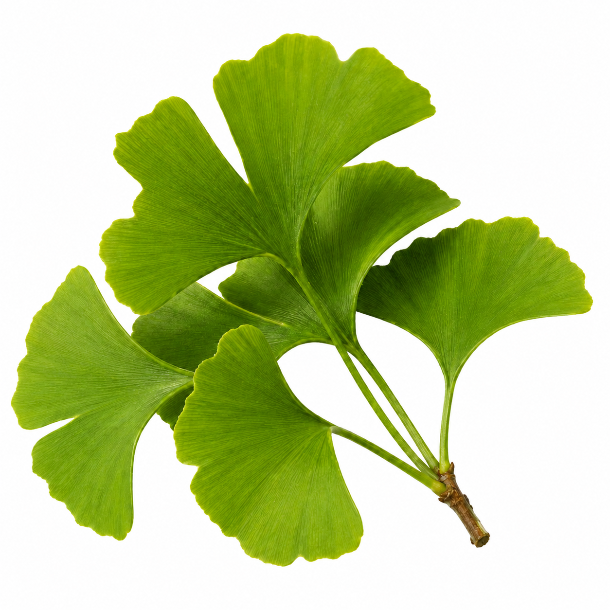 Ginkgo Biloba leaves natural botanical ingredient for memory and brain support supplement