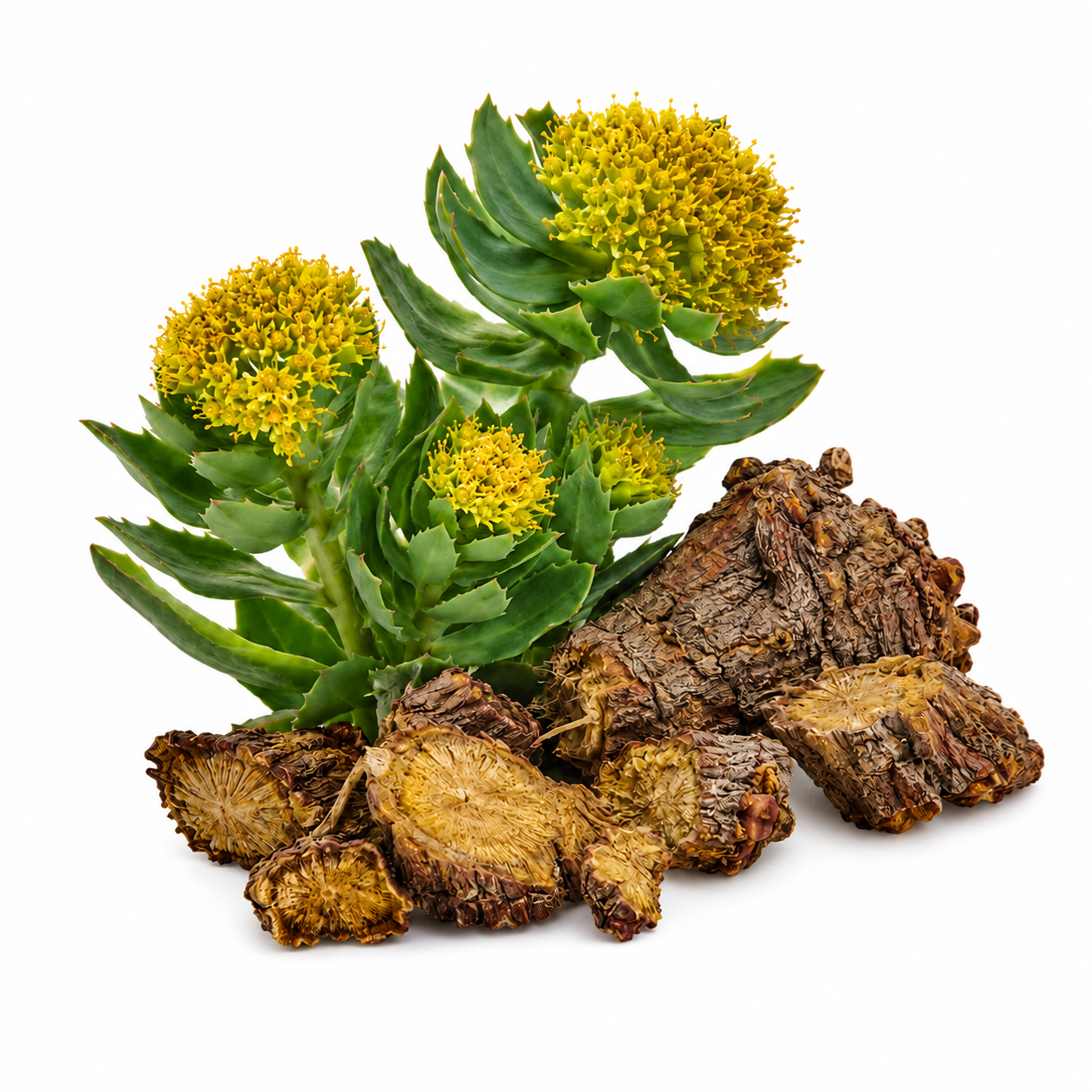 Rhodiola Rosea root and plant natural ingredient for brain energy and focus support supplement